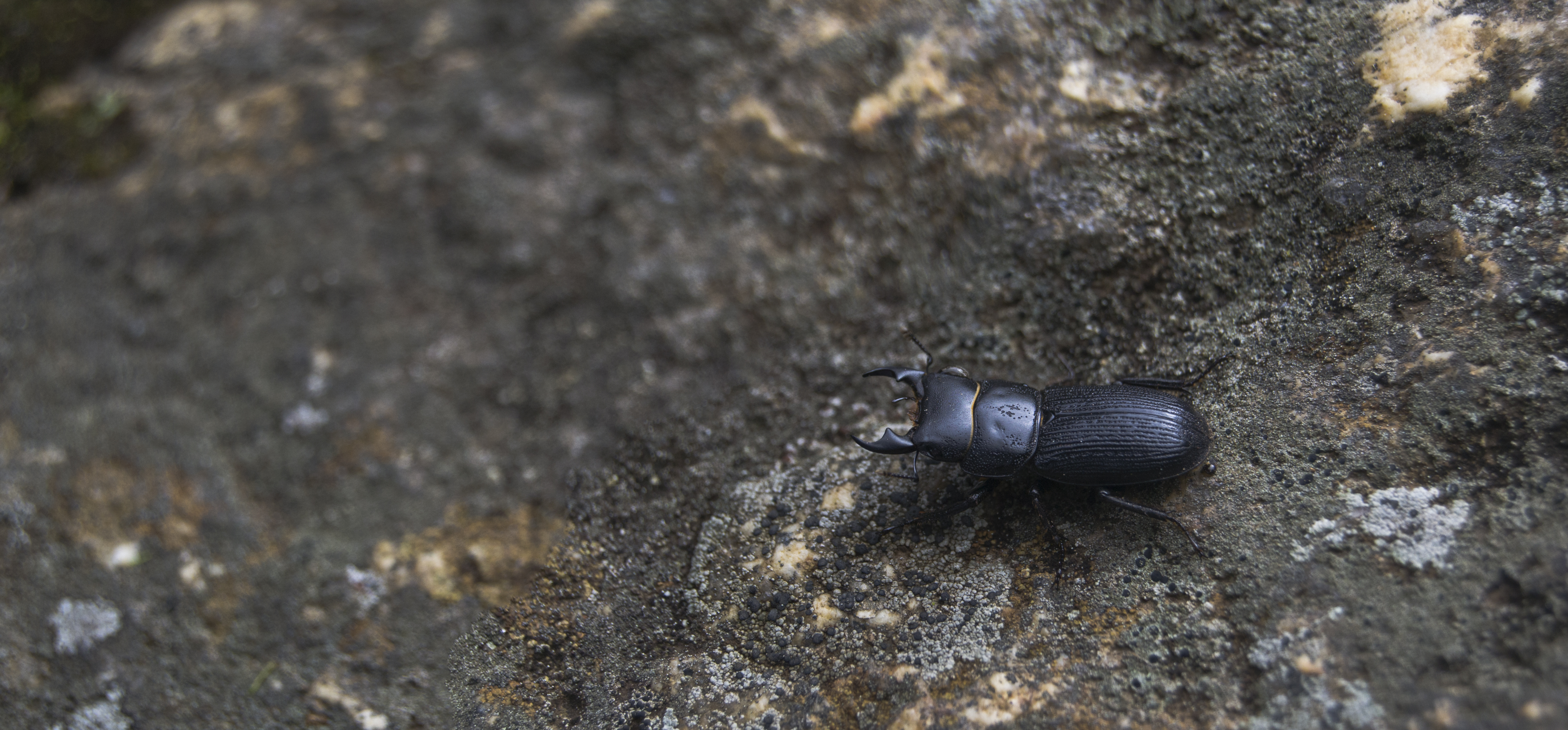 Himalayan Beetle