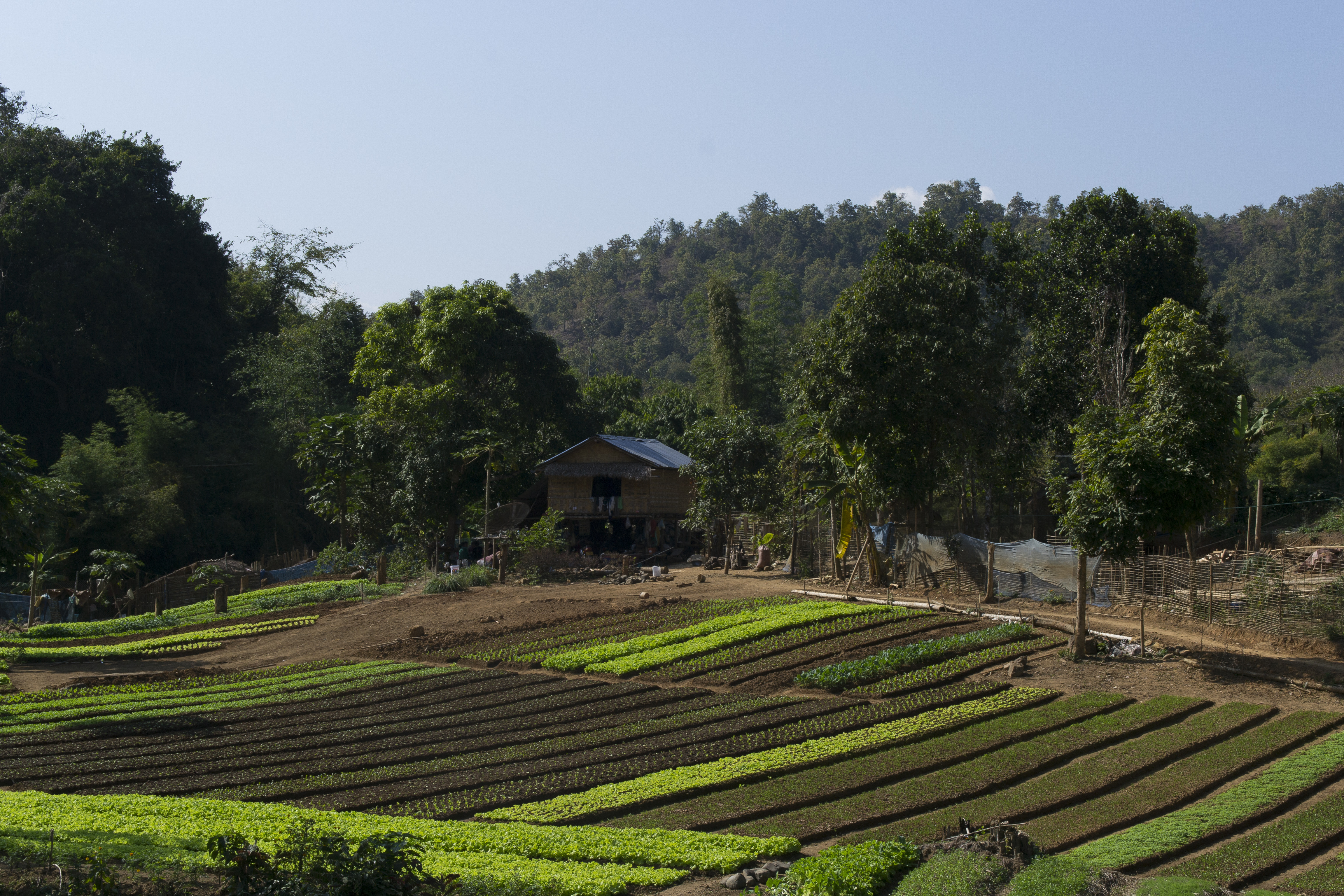Laos Fields