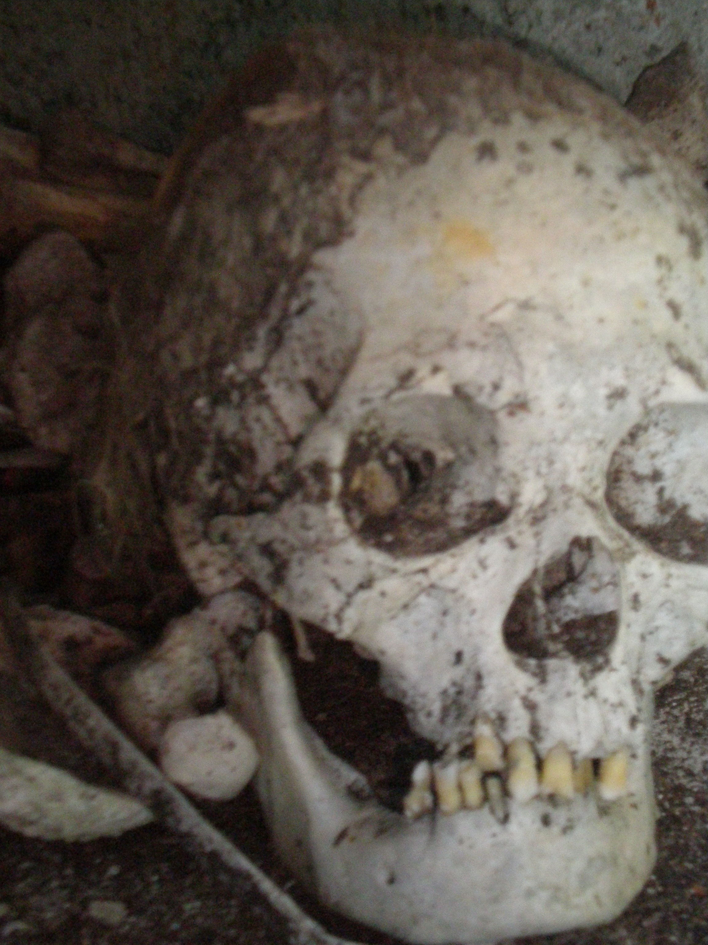 Human skull Philippines