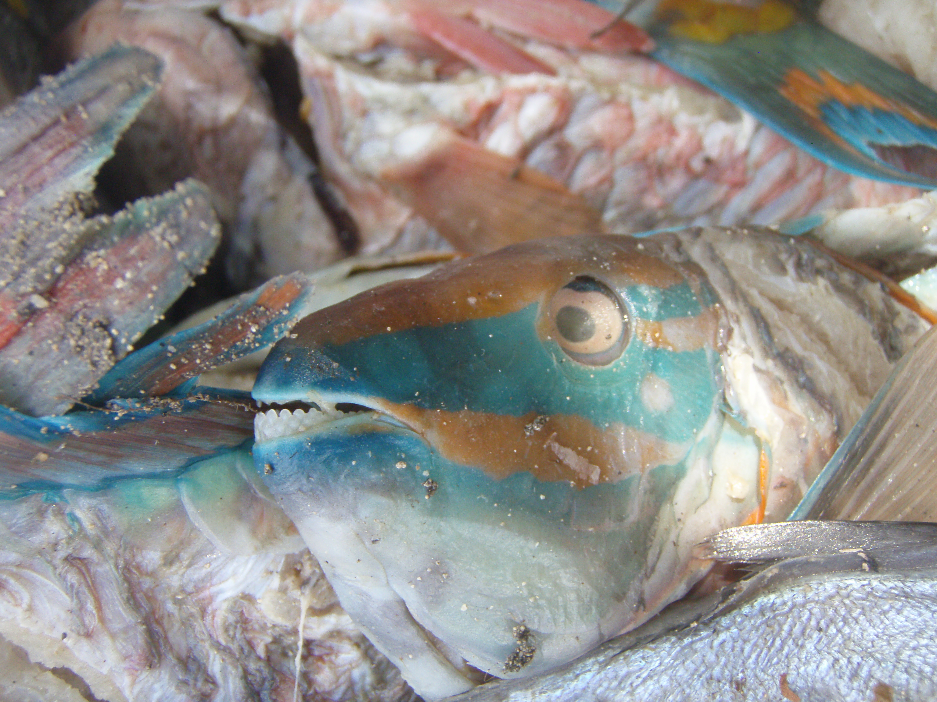Haiti Fish