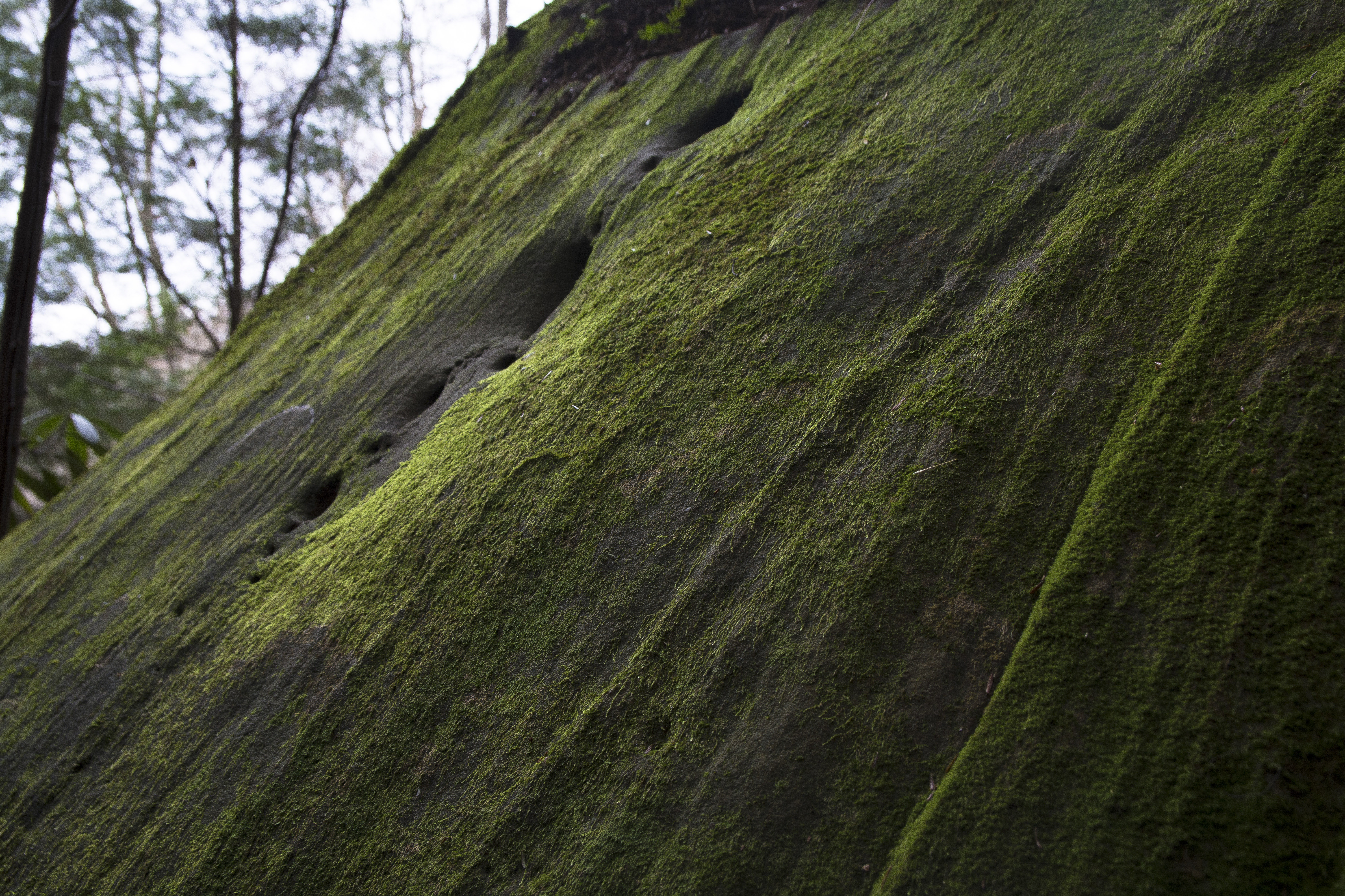 Moss on boulder