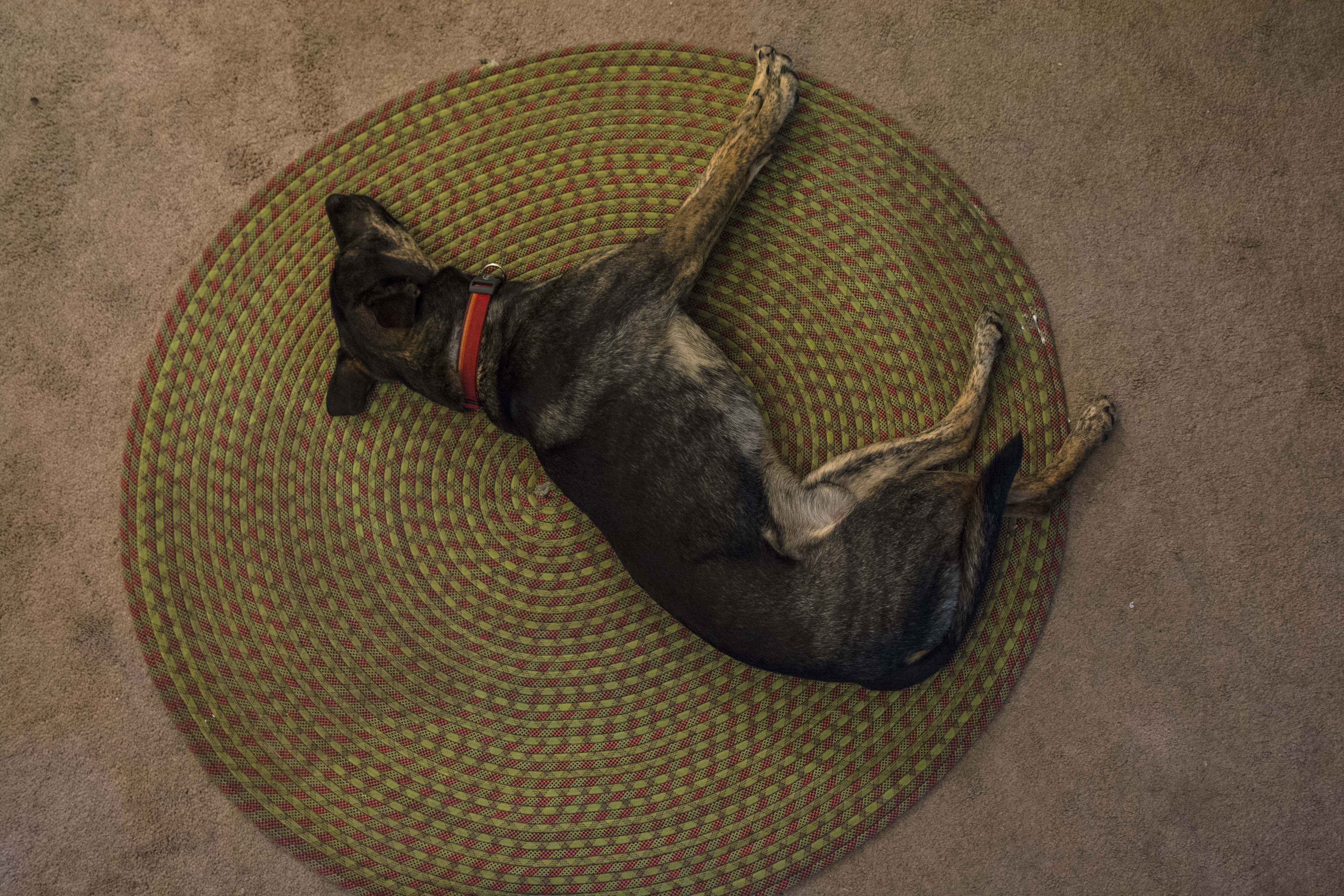 Dog sleeping on rug