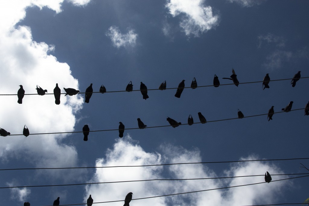 Birds silhouetted on the electric lines 