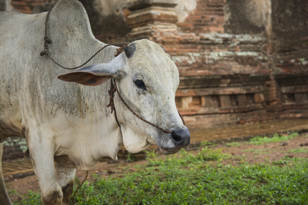Bagan Cow
