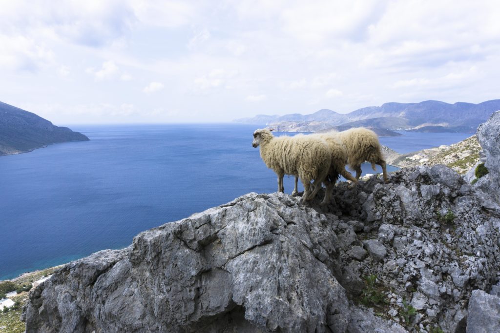 Sheep taking in the Aegean