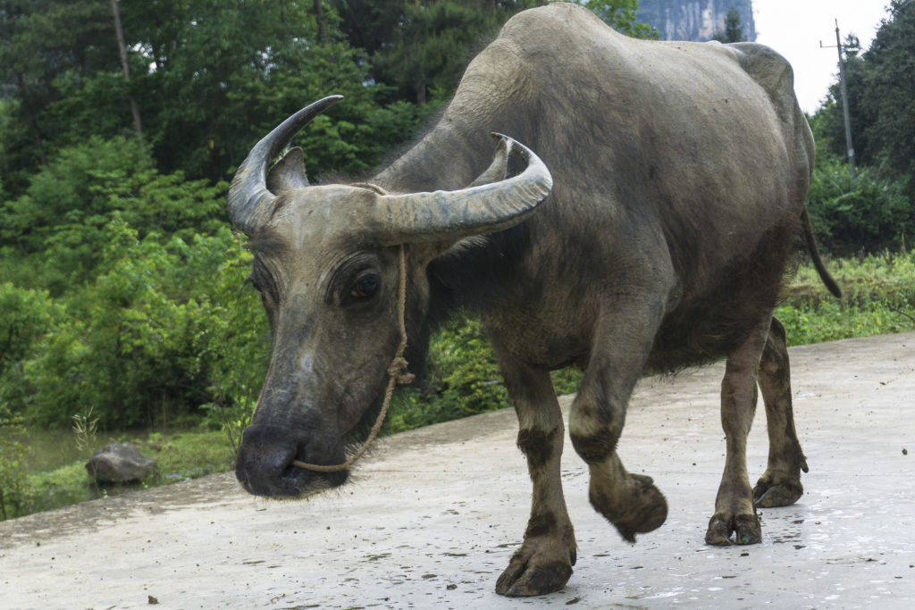 Yangshuo Buffalo