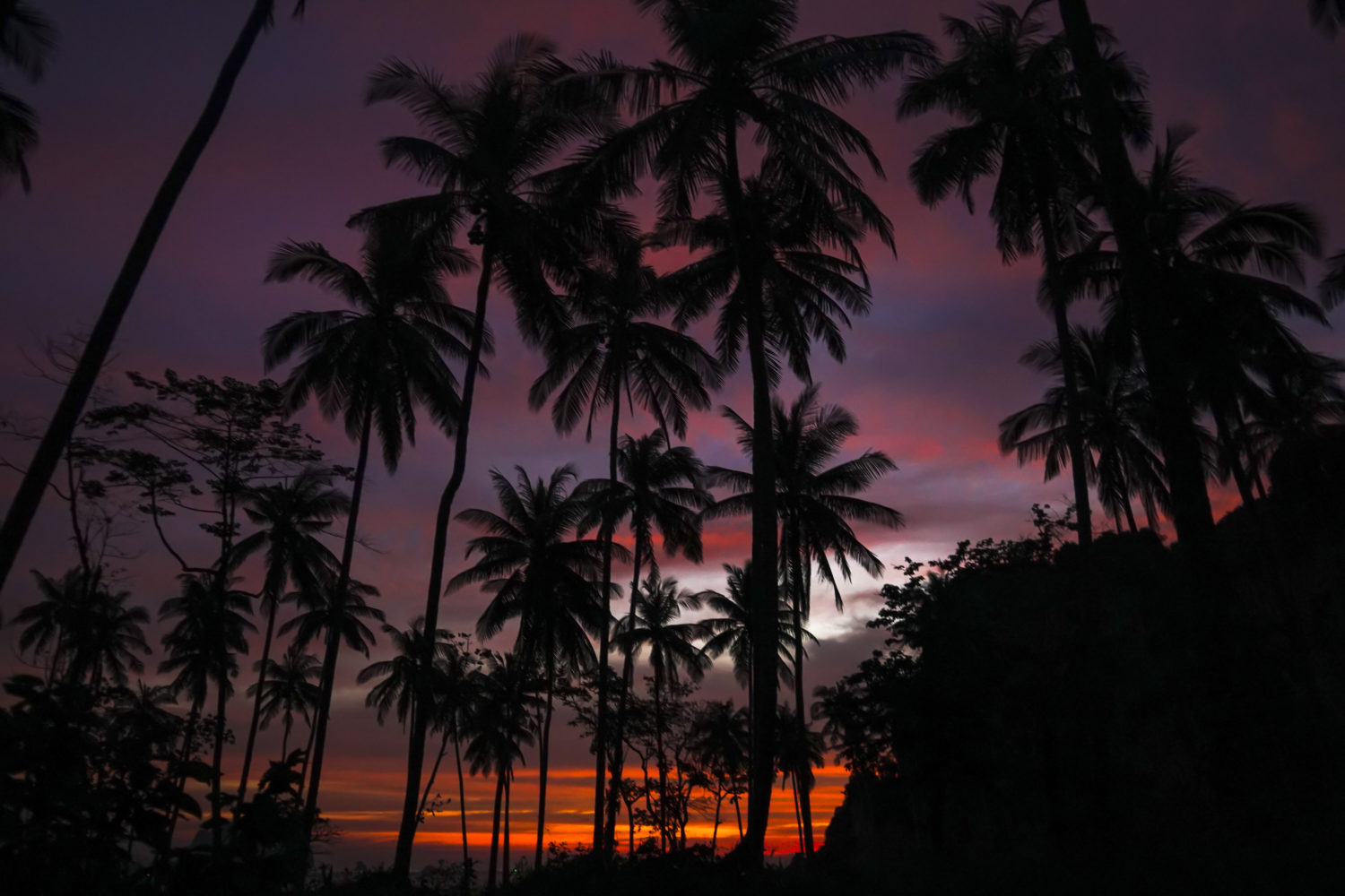 Sunset Palm Tonsai Thailand