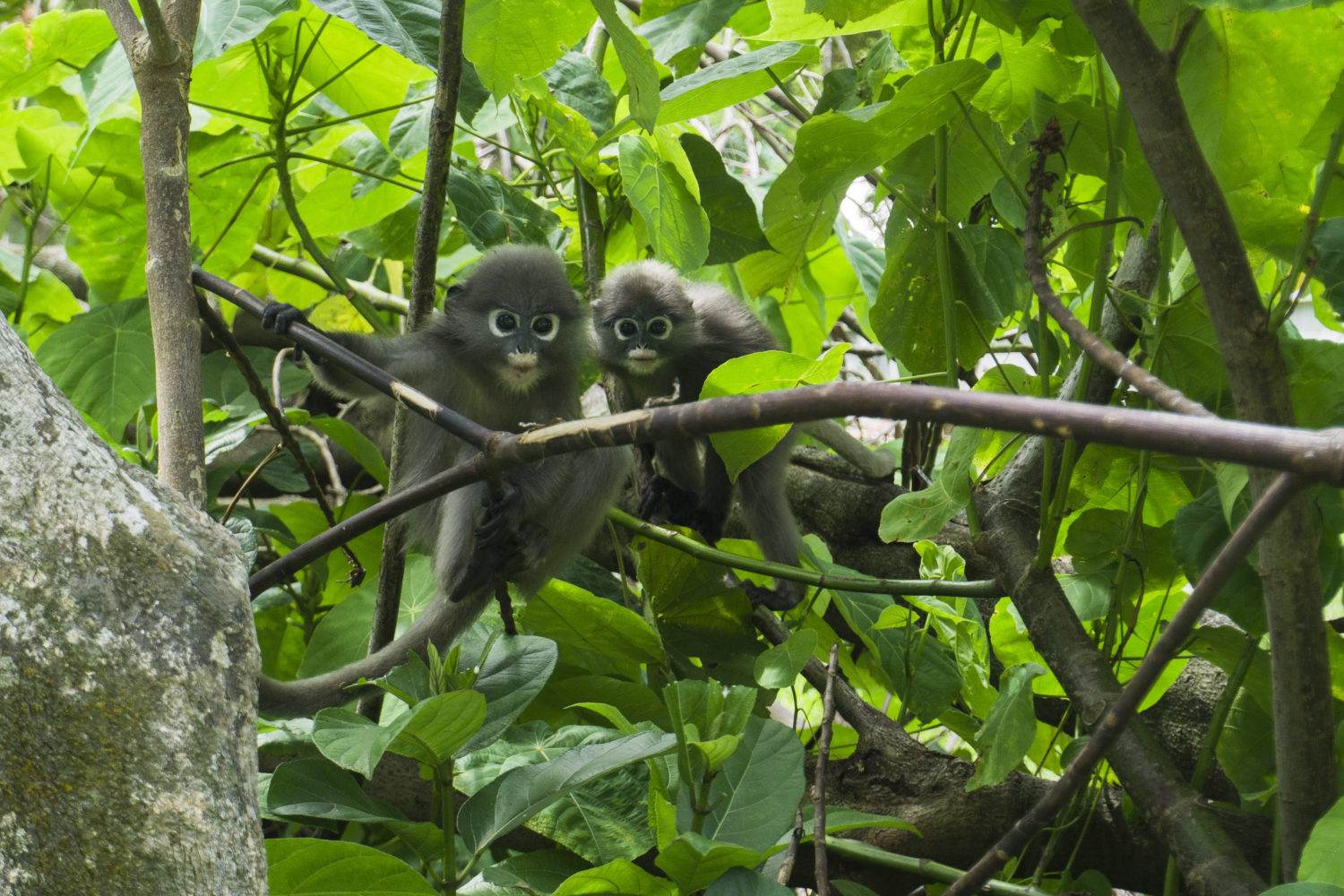 Tonsai Bay Langurs Thailand 