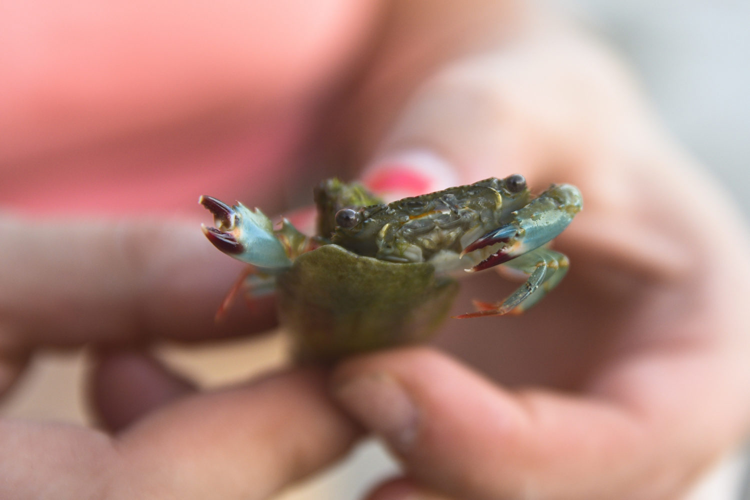 Crab Tonsai Thailand