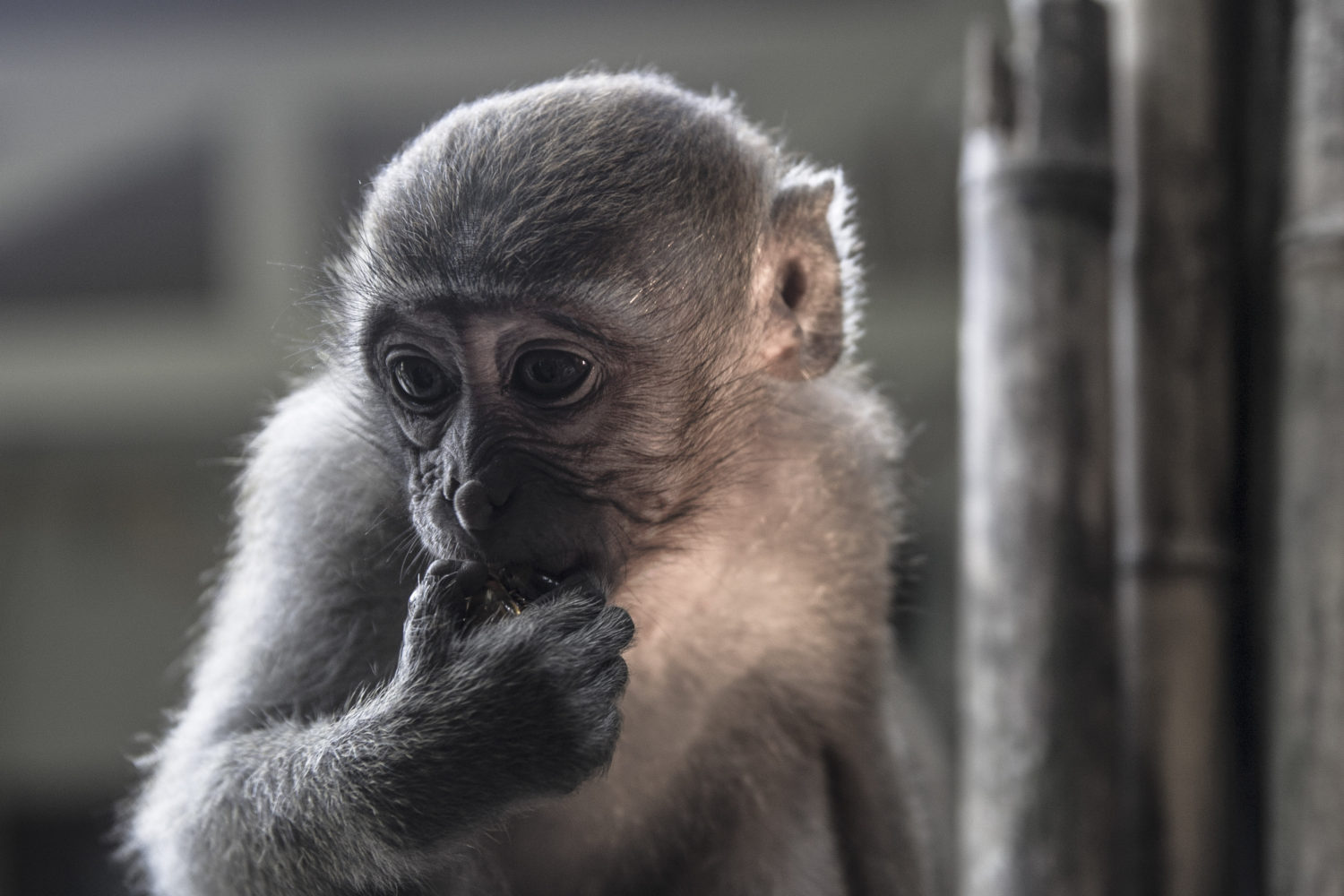 Tonsai Macaque Thailand