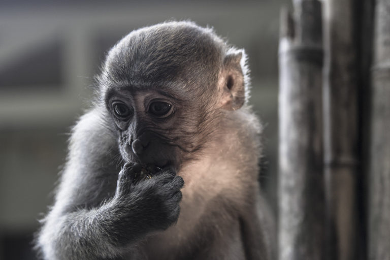 Tonsai Macaque Thailand