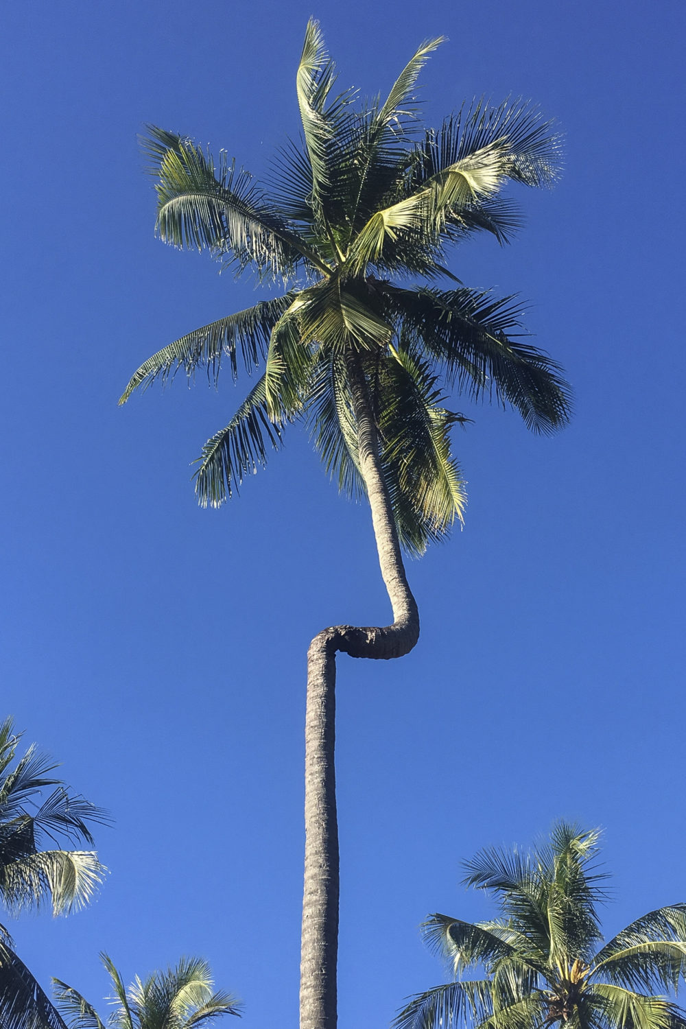 Weird Palm tree Tonsai