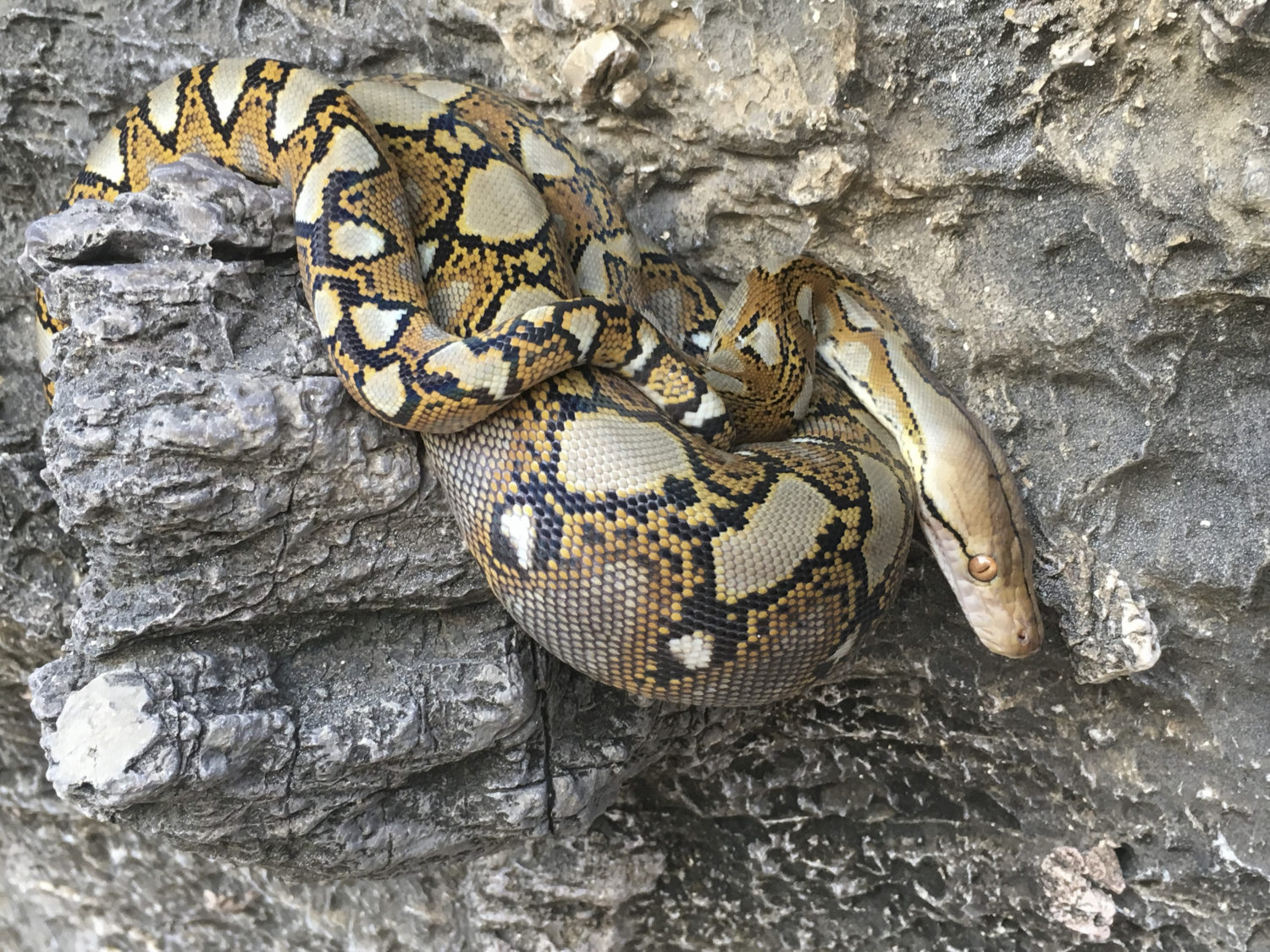 Reticulated Python Tonsai Thailand